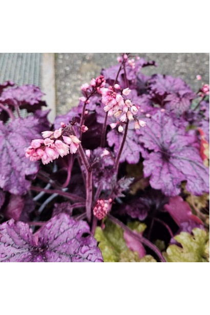 Гейхера  Форевер Пурпур квіти